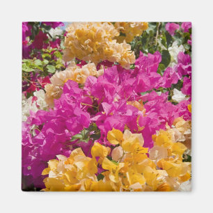 Imã Bouganvilleau, Cayman Brac, Ilhas Cayman,