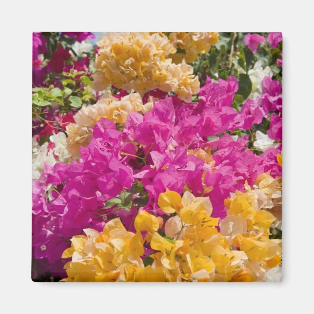 Imã Bouganvilleau, Cayman Brac, Ilhas Cayman, (Frente)