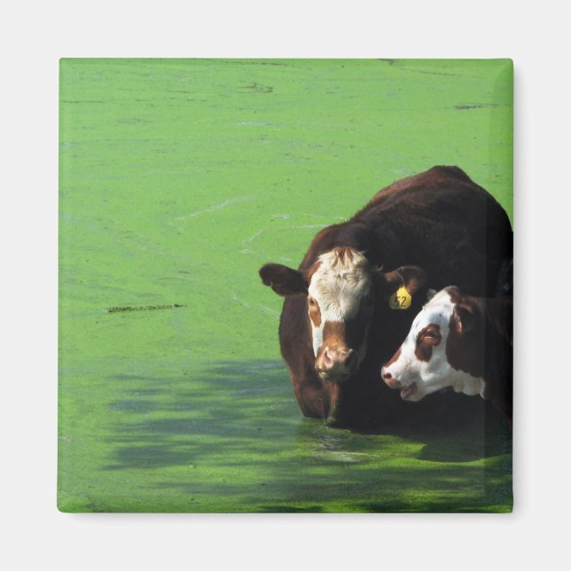 Imã Bovine Spa (Frente)