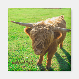 Imã Bovinos de terras altas para animais e amantes da 