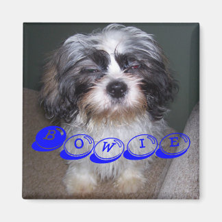 Imã Bowie o Felpudo Shih Tzu Puppy Dog Magnet