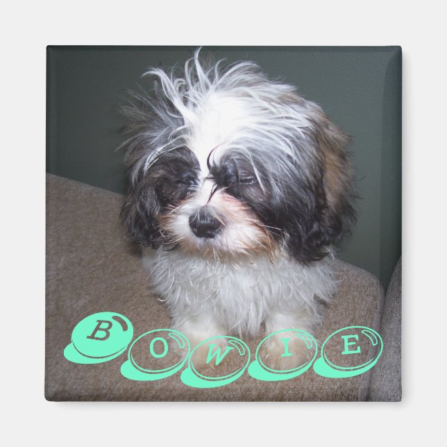 Imã Bowie o Felpudo Shih Tzu Puppy Dog Magnet (Frente)