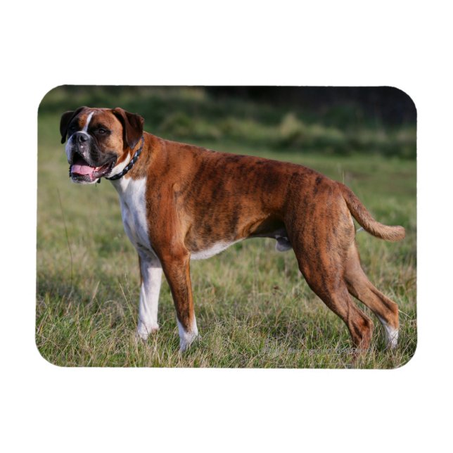 Ímã Boxer Dog Stander (Horizontal)