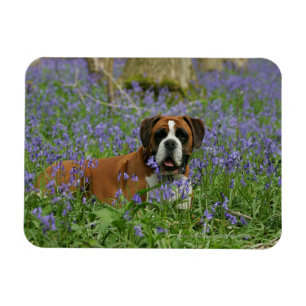 Ímã Boxer Lay in Bluebells
