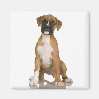 Imã Boxer Magnet