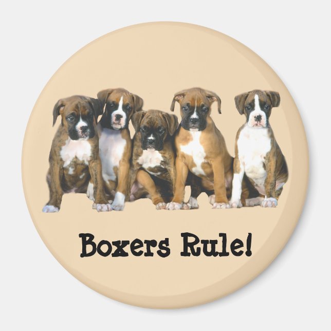 Imã Boxer Puppies Magnet (Frente)
