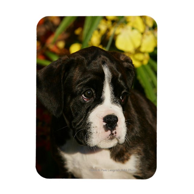 Ímã Boxers (Vertical)