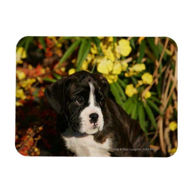 Ímã Boxers (Horizontal)