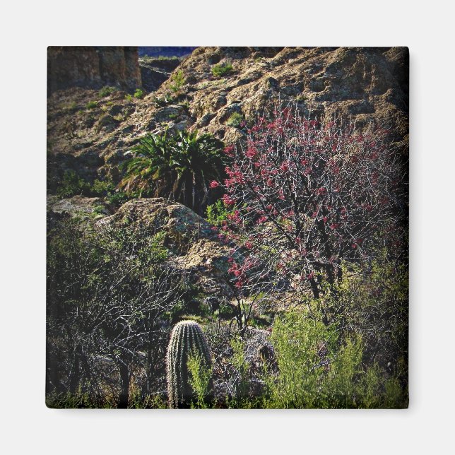 Imã Boyce Thompson Arboretum (Frente)