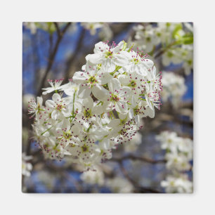 Imã Bradford Pear Blooms