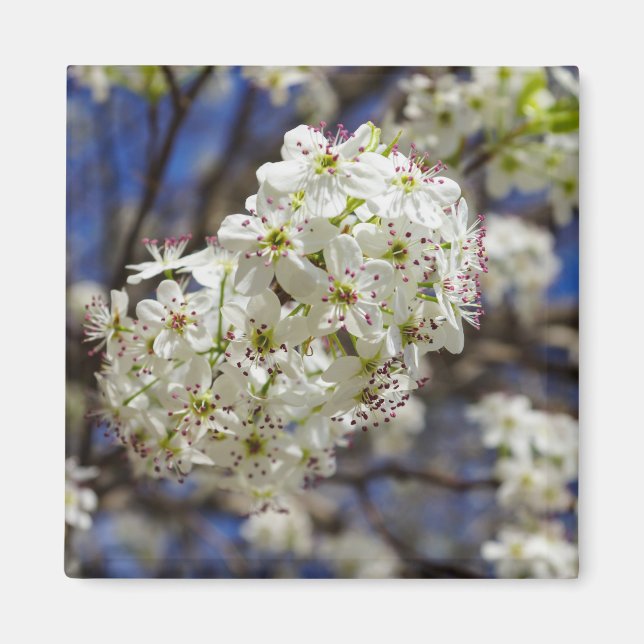 Imã Bradford Pear Blooms (Frente)