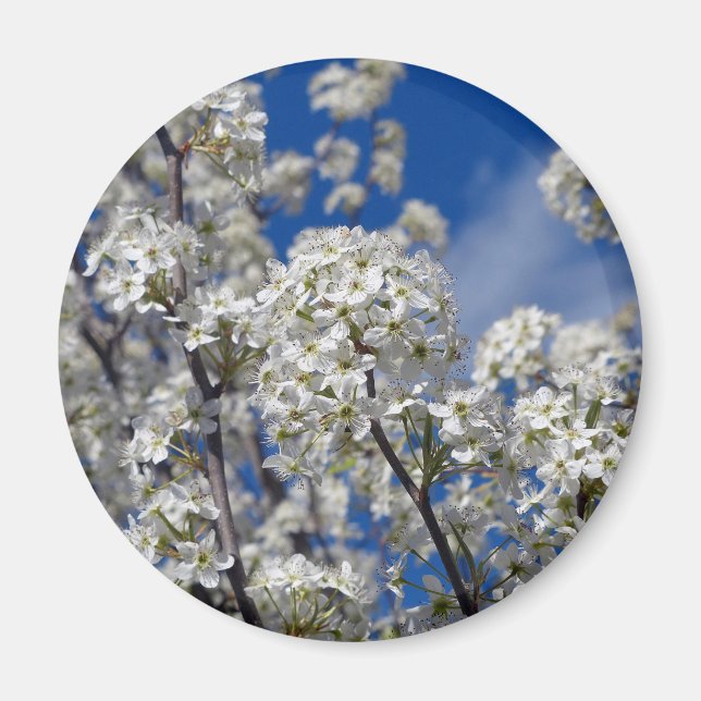 Imã Bradford Pear Blooms (Frente)