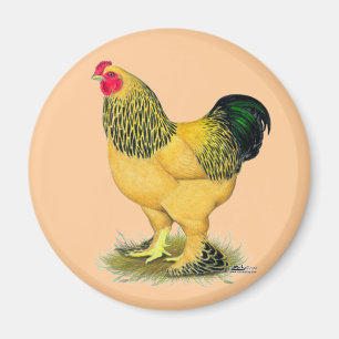 Imã Brahma: Buff Rooster
