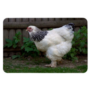 Ímã Brahma Hen