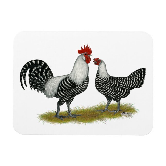 Ímã Brakel Chickens (Horizontal)