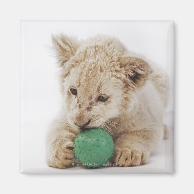 Imã Branca (Panthera leo krugeri) (Frente)
