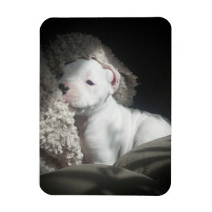 ímã branco do filhote de cachorro do pugilista