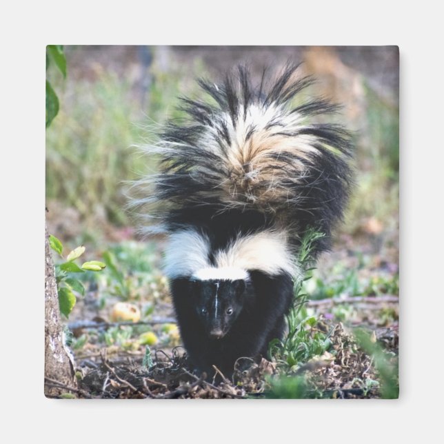 Imã Branco e preto-e-branco (Frente)