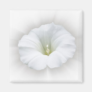 Imã branco e tons de cinza