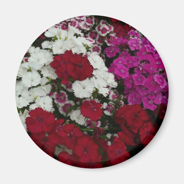 Imã Branco, Rosa e Vermelho Dianthus Floral (Frente)