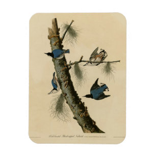 Ímã Brancos de Nuthatch Audubon, Brancos da América