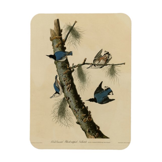 Ímã Brancos de Nuthatch Audubon, Brancos da América (Vertical)