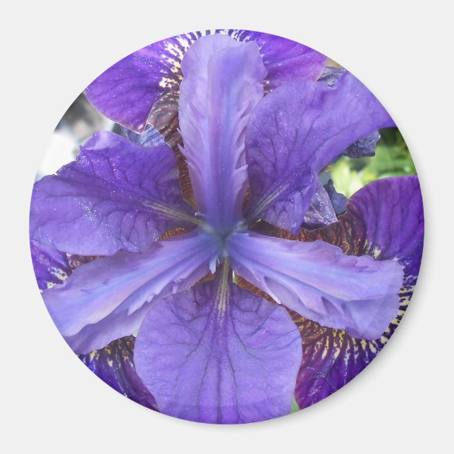 Imã Brandeis (Frente)