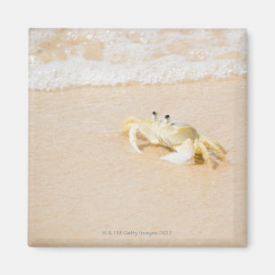 Imã Brasil, Rio de Janeiro, Buzios, caranguejo sobre