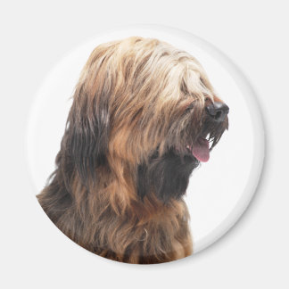 Imã Briard fauve 3