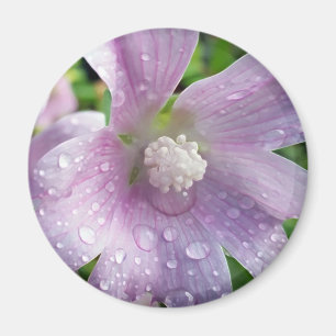 Imã Bright púrpura