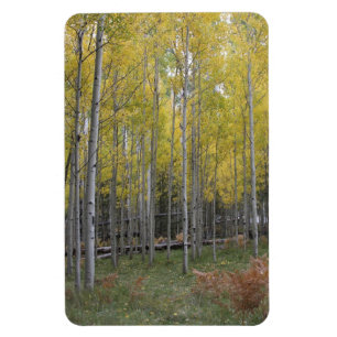 Ímã Brilho amarelo do Aspen