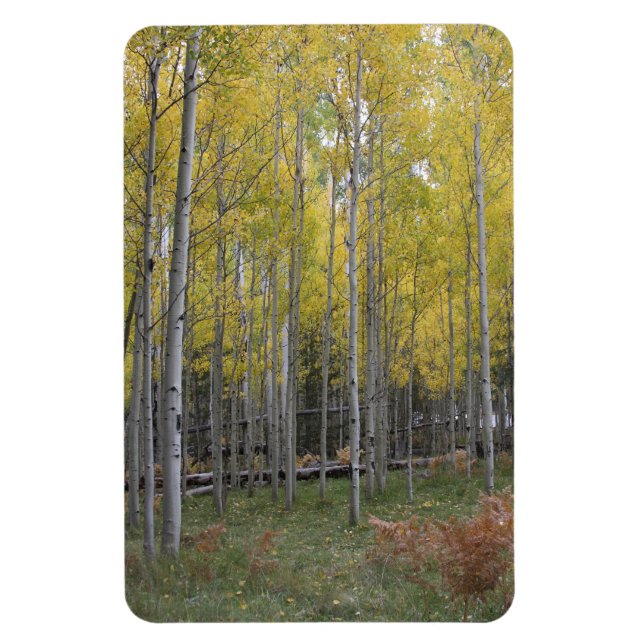 Ímã Brilho amarelo do Aspen (Vertical)