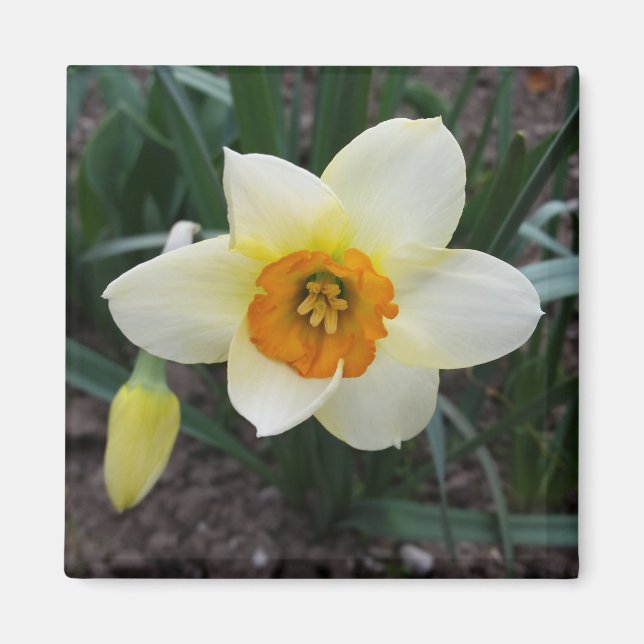 Imã brilho branco de daffodilo (Frente)