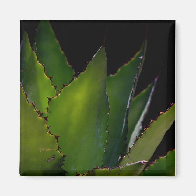 Imã Brilho de Agave (Frente)