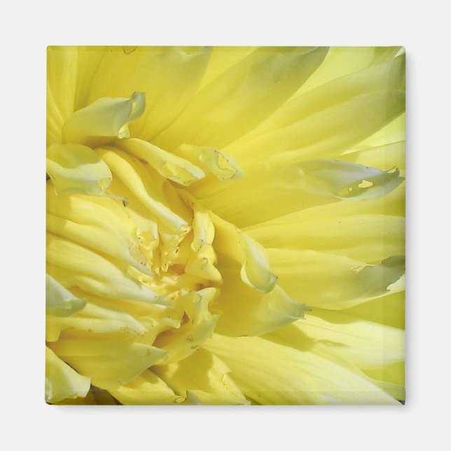 Imã Brilho, Lemon Yellow Dahlia (Frente)