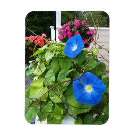 Ímã Brilliant Blue Morning Glories