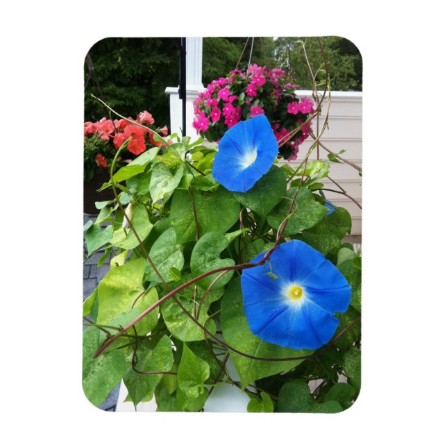 Ímã Brilliant Blue Morning Glories (Vertical)