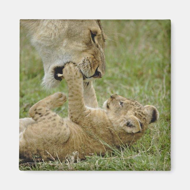 Imã Brincadeira de Leão (Frente)