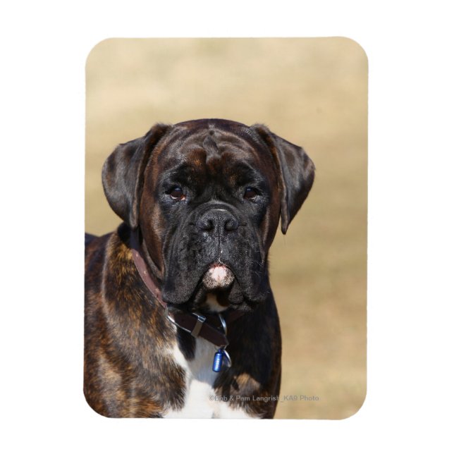 Ímã Brindle Boxer Dog Stander (Vertical)
