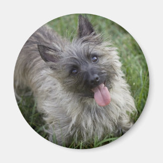 Imã Brindle Cairn Terrier Magnet
