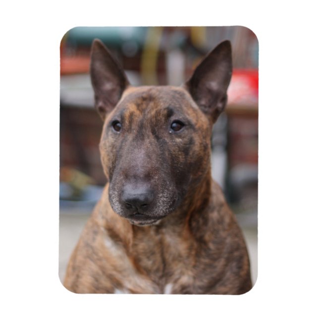 Ímã Brindle English Bull Terrier Magnet (Vertical)