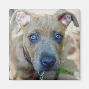 Imã Brindle Pit Bull Puppy por Shirley Taylor