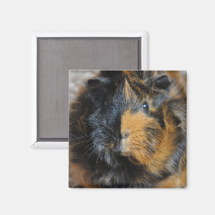 Imã Brindle, Rosette, Cara de Porco