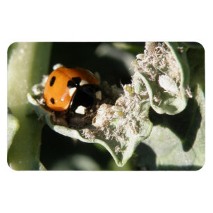 Ímã British 7 Spot Ladybug Premium Magnet