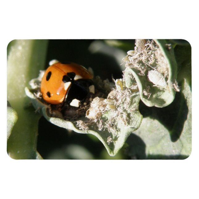 Ímã British 7 Spot Ladybug Premium Magnet (Horizontal)