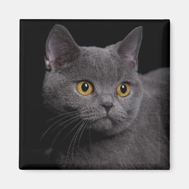 Imã British Shorthair Magnet (Frente)