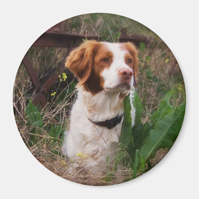 Imã Brittany (Frente)