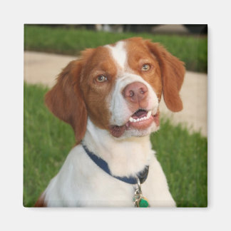 Imã Brittany Magnet