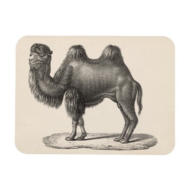 Ímã Brodtmann Camel Sketch (Horizontal)