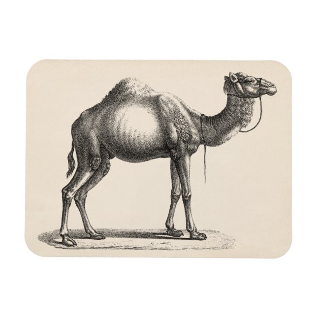 Ímã Brodtmann Dromedary Camel Sketch (Horizontal)